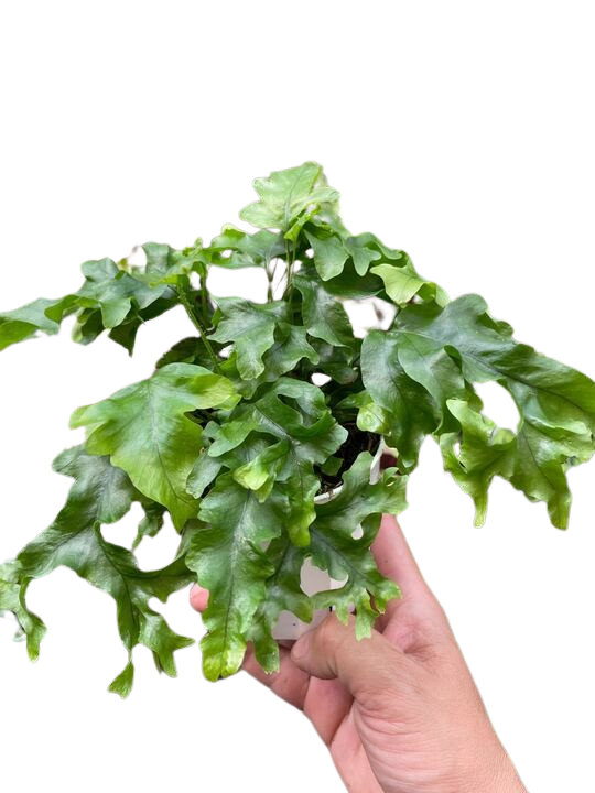Fern 'Nicolas Diamond' potted plant