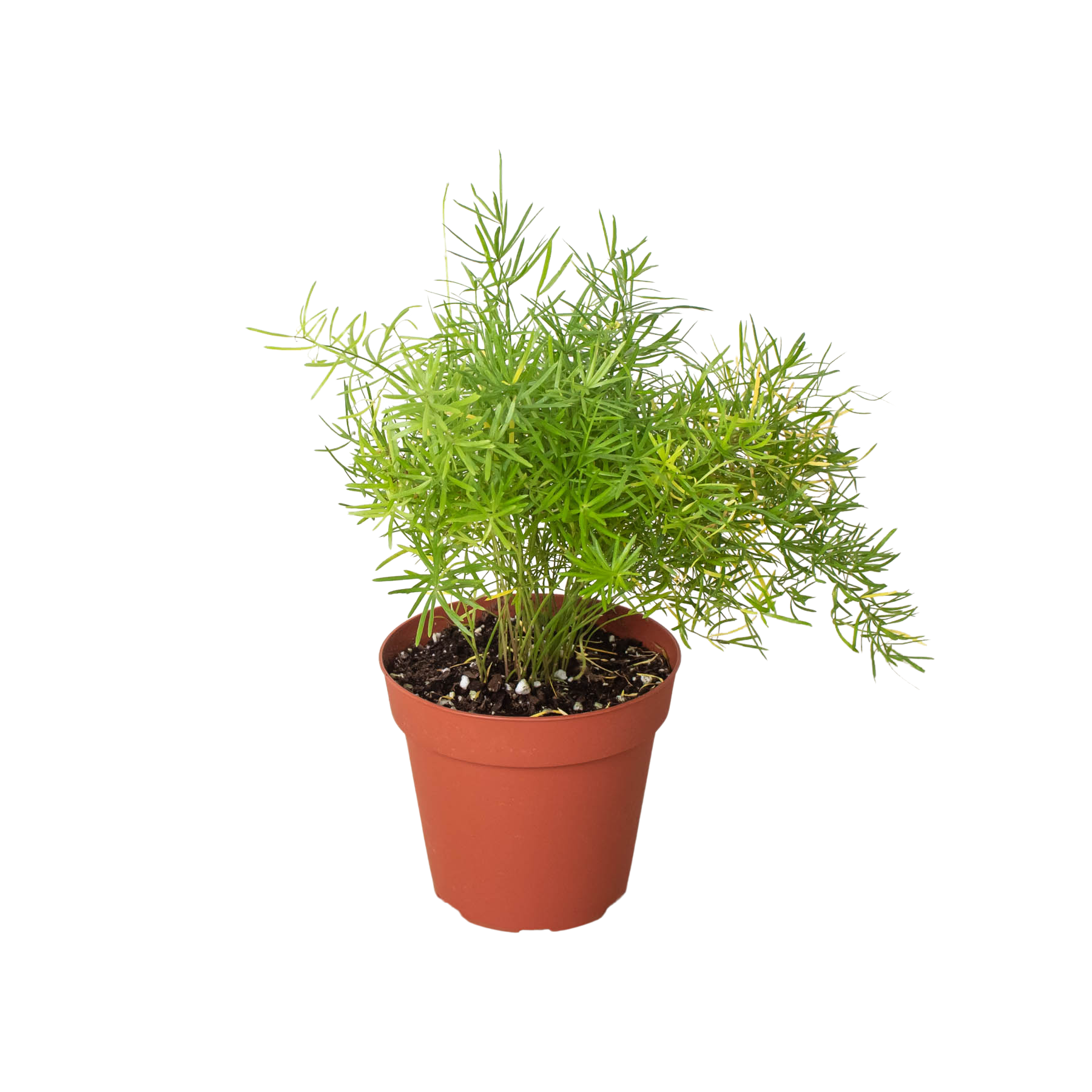 Fern 'Sprengeri' 6" potted plant