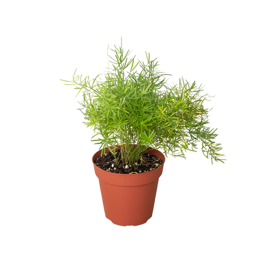 Fern 'Sprengeri' 6" potted plant