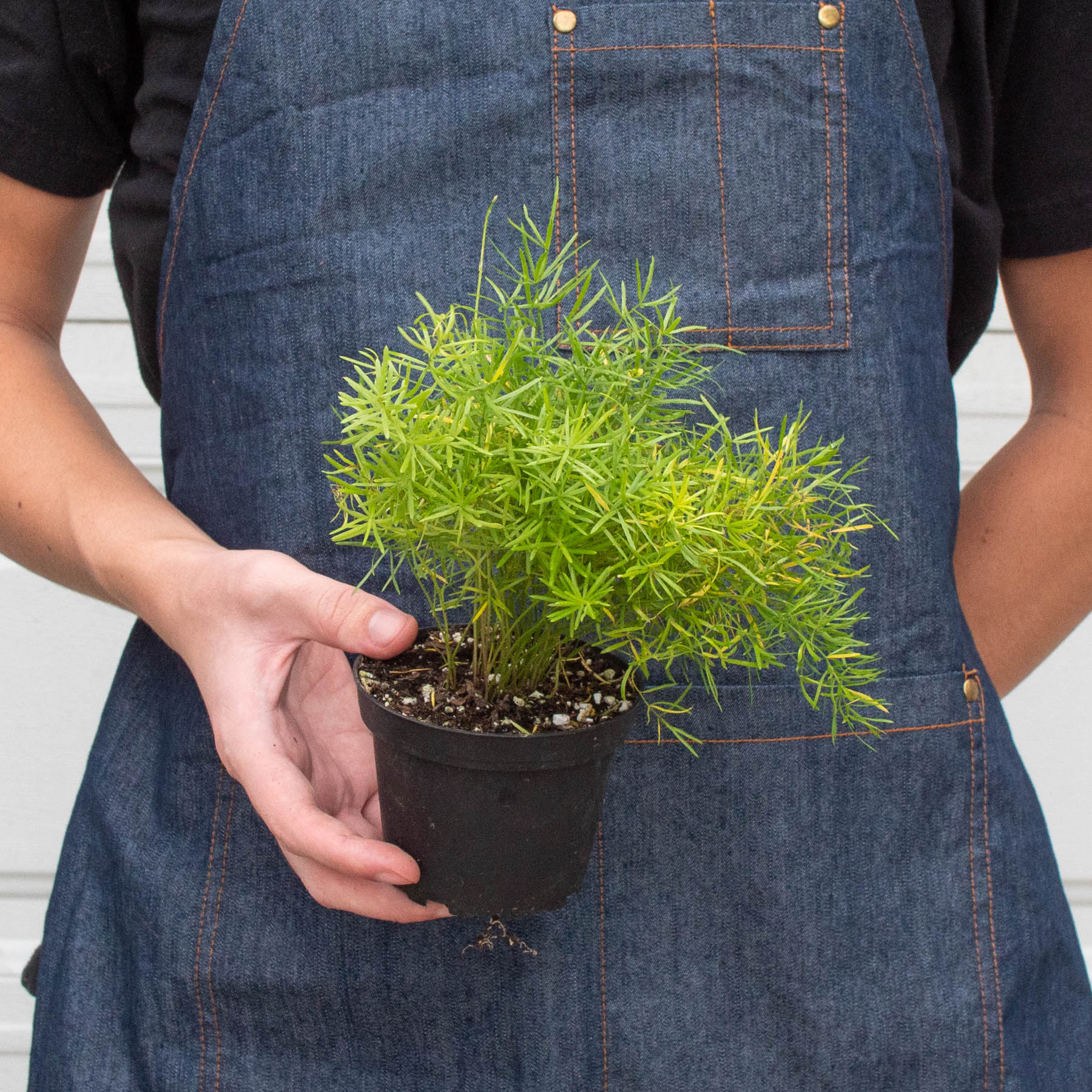 Fern 'Sprengeri' 6" potted plant