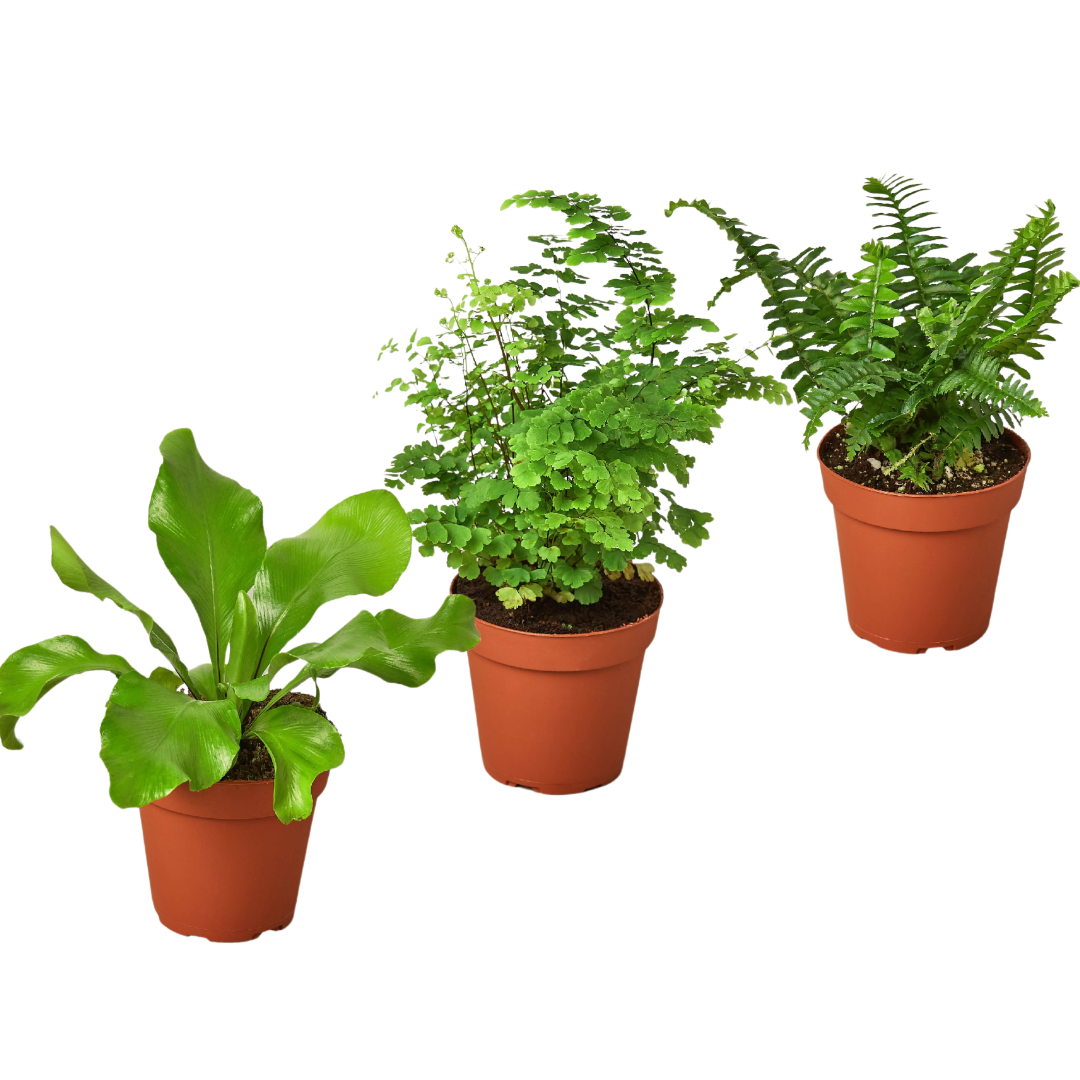 3 Fern Variety Pack 4" potted plant