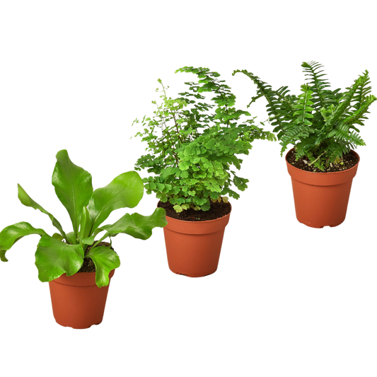 3 Fern Variety Pack 4" potted plant