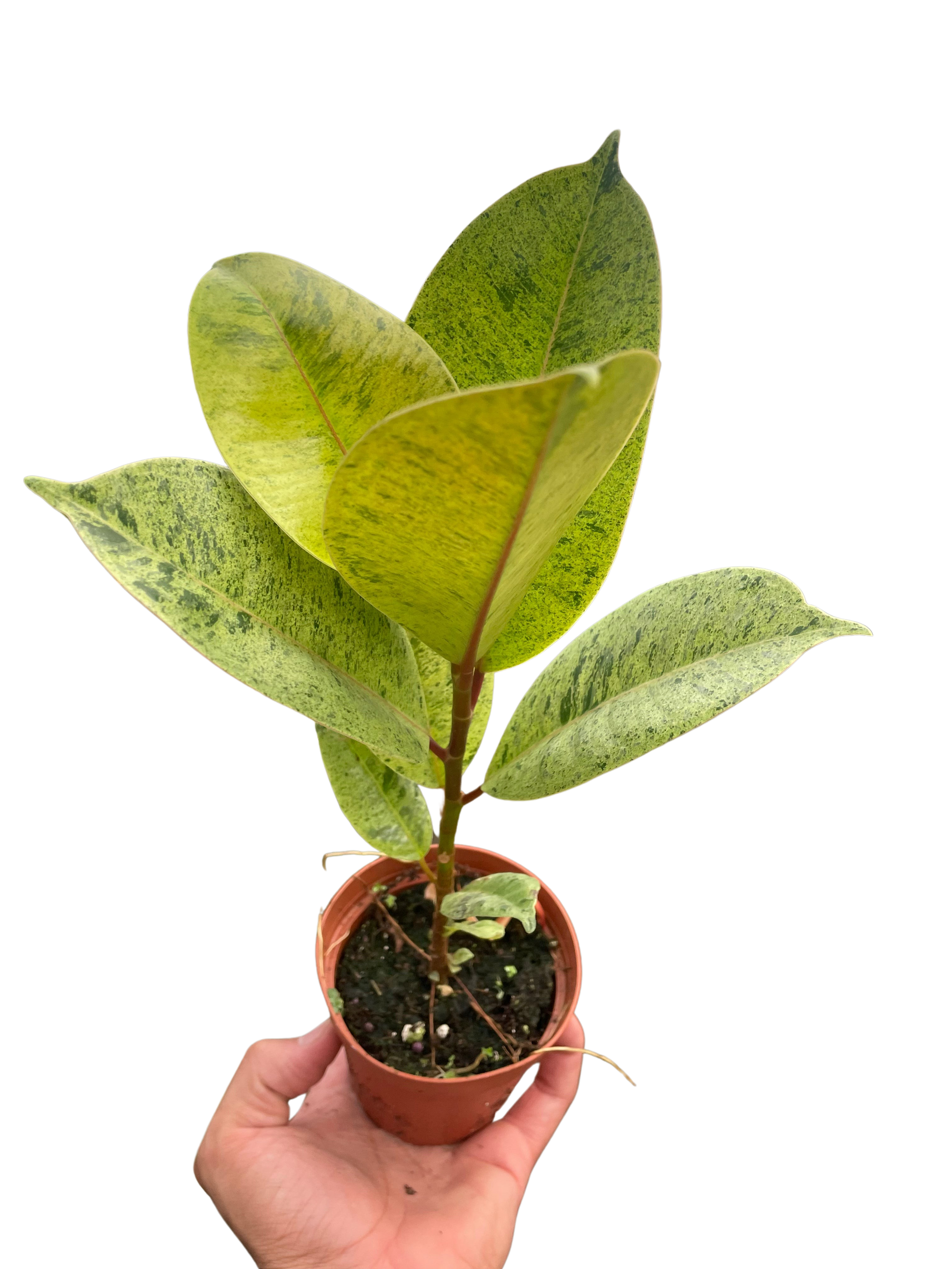 Ficus 'shivereana' (Moonshine) potted plant