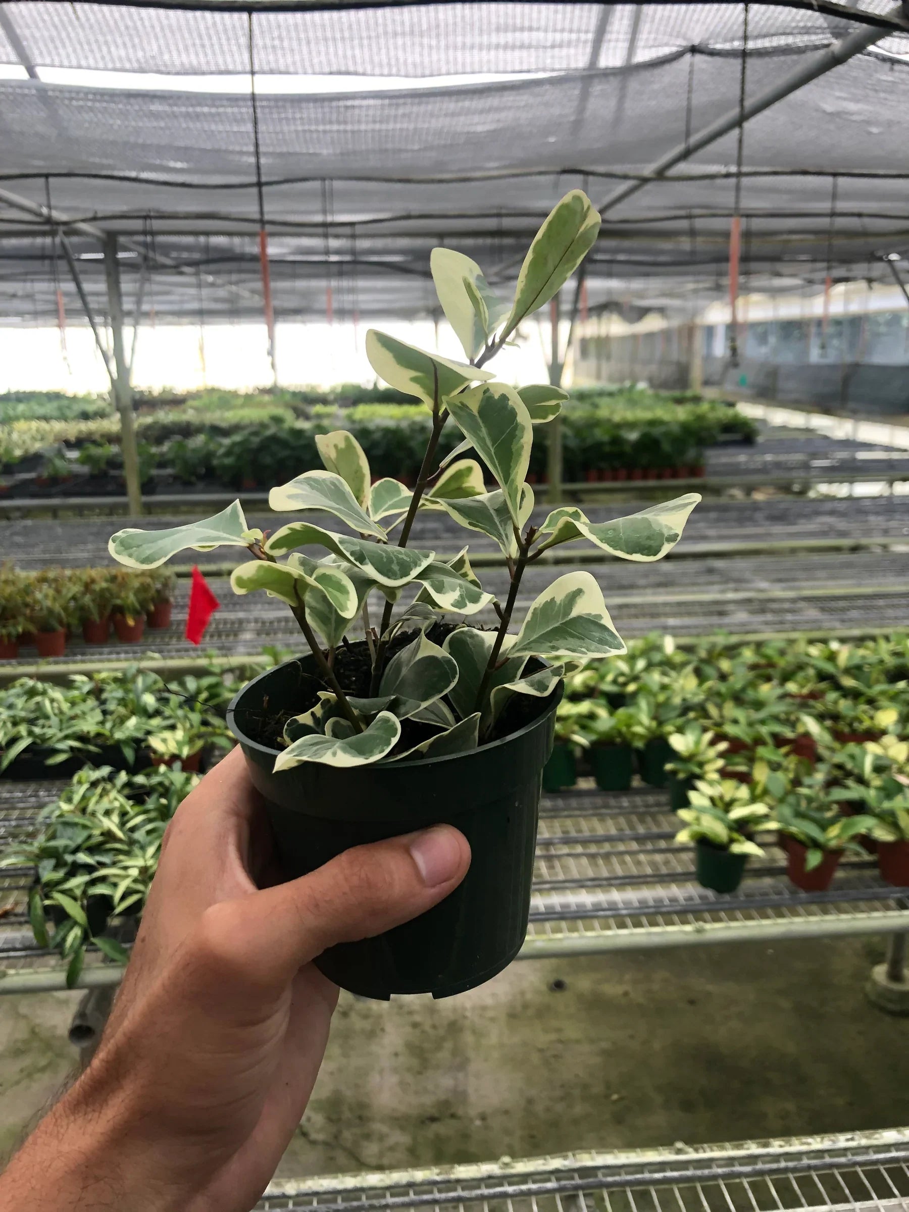 Ficus Elastica 'Triangularis' Variegated potted plant