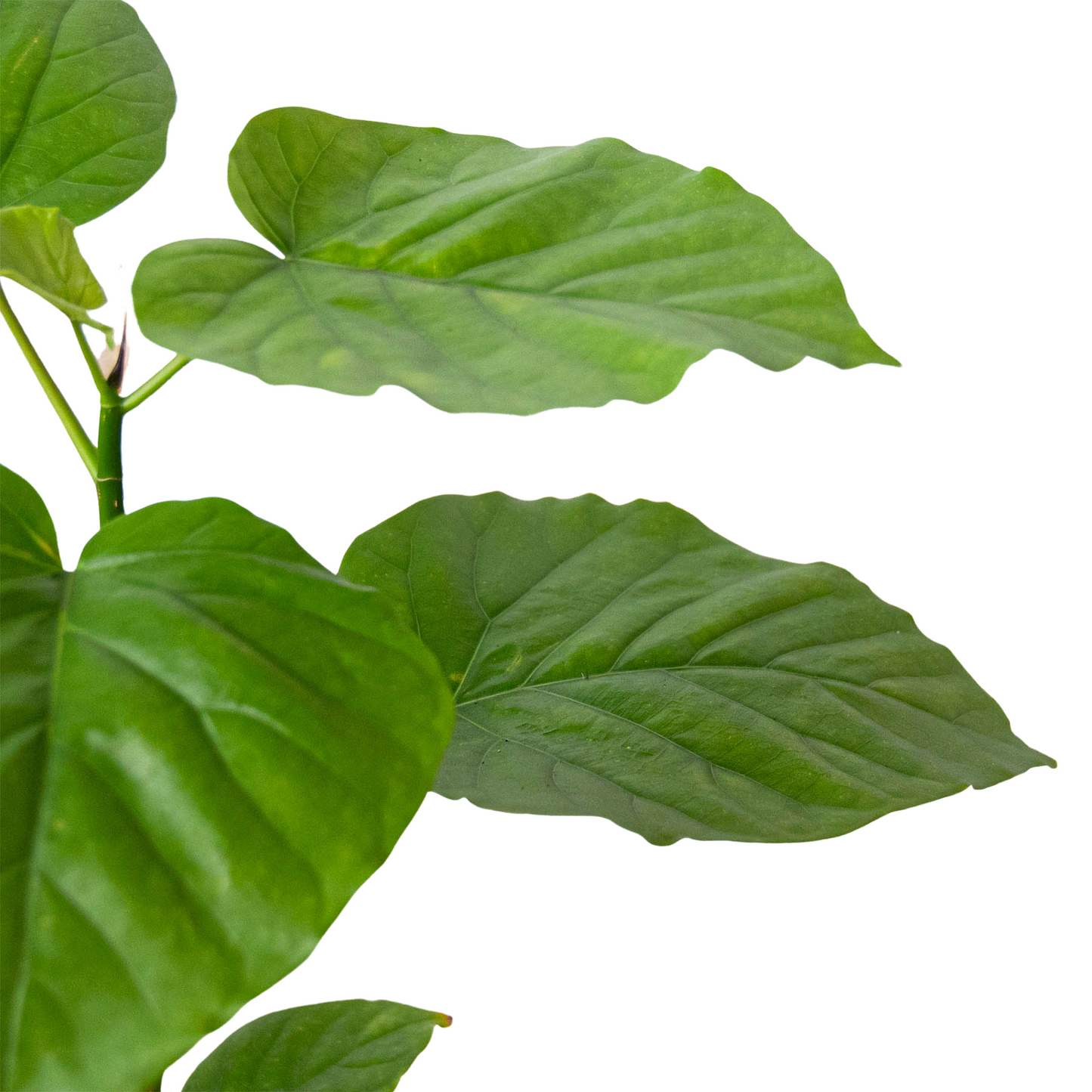 Ficus 'Umbellata' potted plant