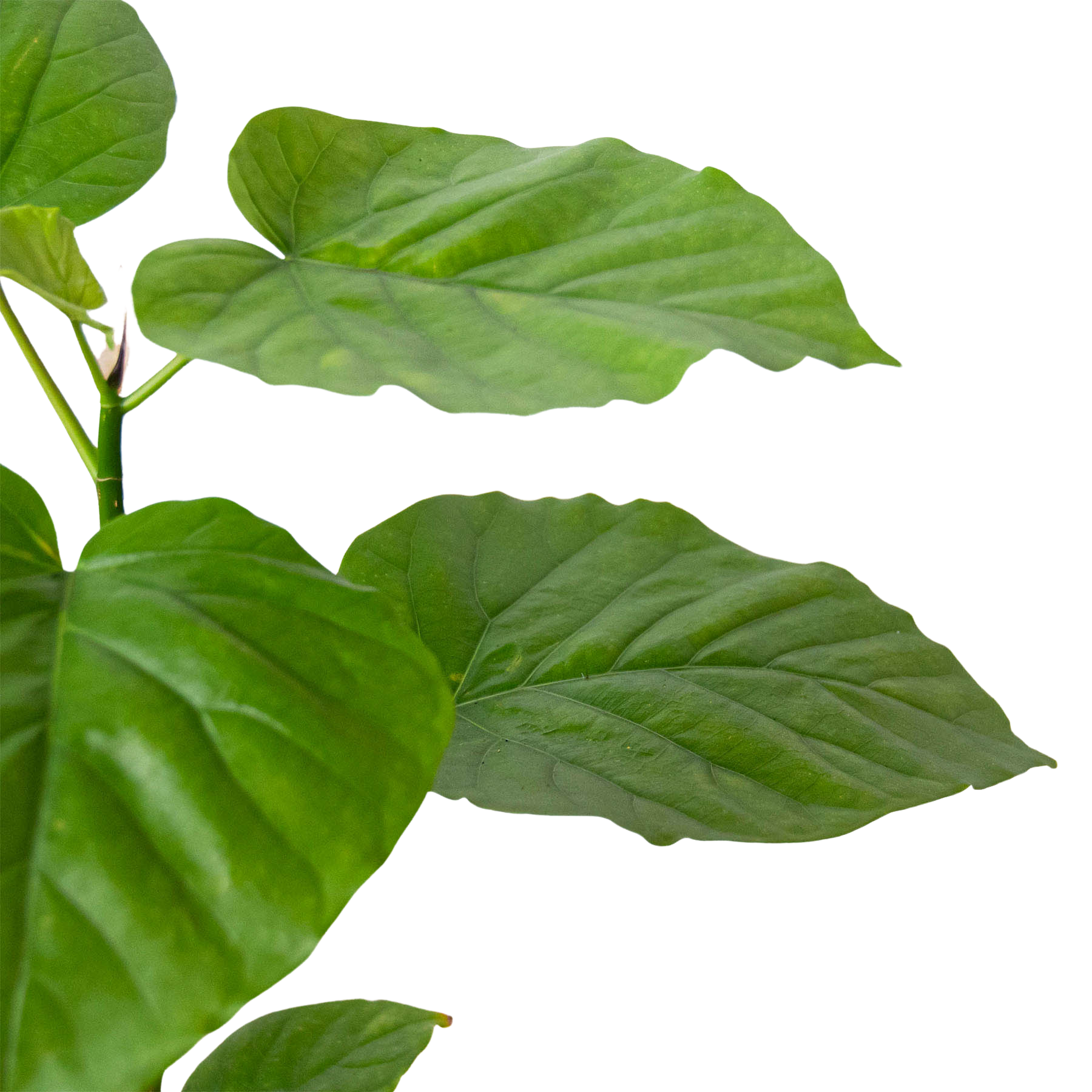 Ficus 'Umbellata' potted plant