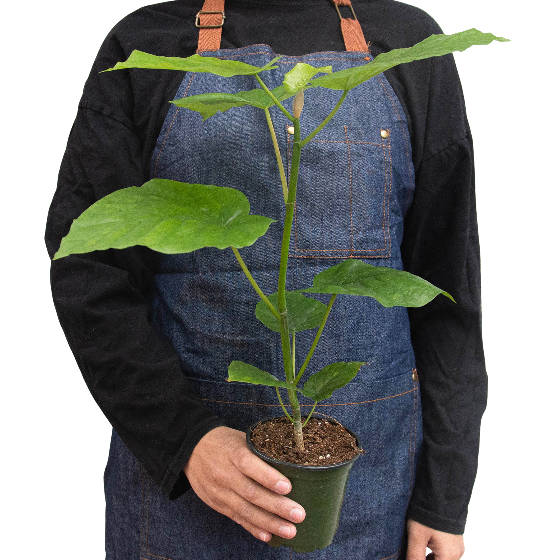 Ficus 'Umbellata' potted plant
