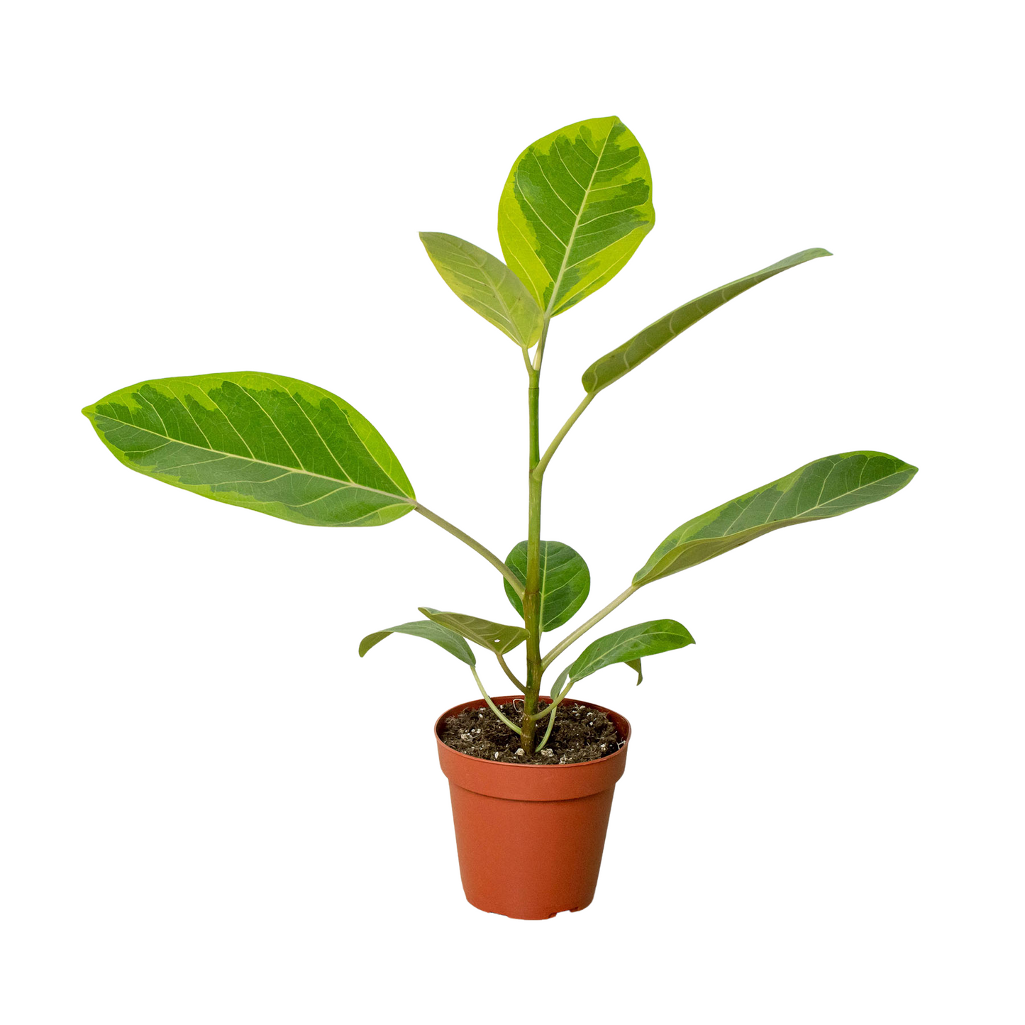 Ficus Altissima 'Yellow Gem' potted plant