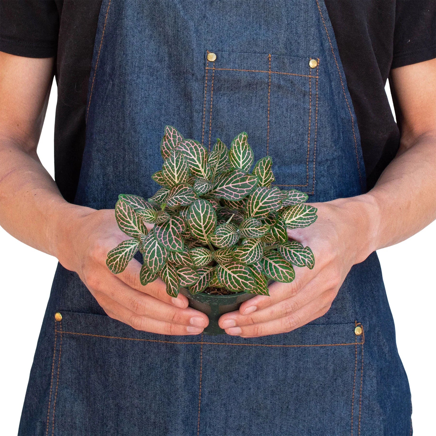 Fittonia 'Pink' 6" potted plant
