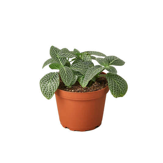 Fittonia 'White Nerve Plant' 4" potted plant