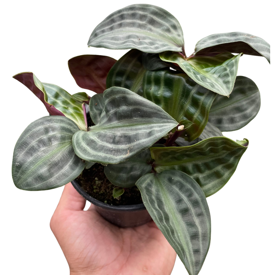 Geogenanthus 'Seersucker' potted plant