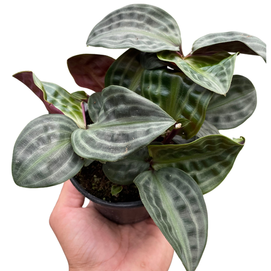 Geogenanthus 'Seersucker' potted plant