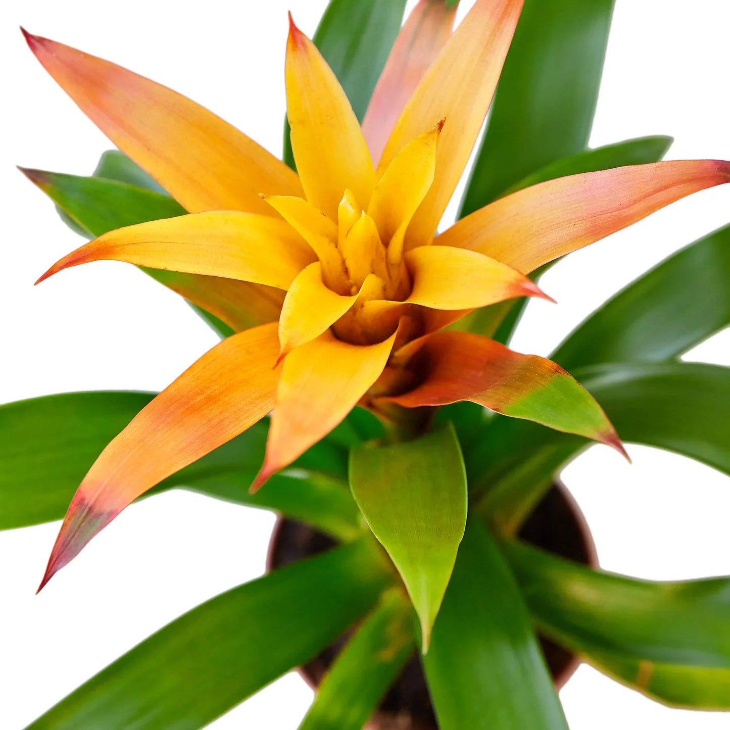 Guzmania Bromeliad 'Orange' potted plant