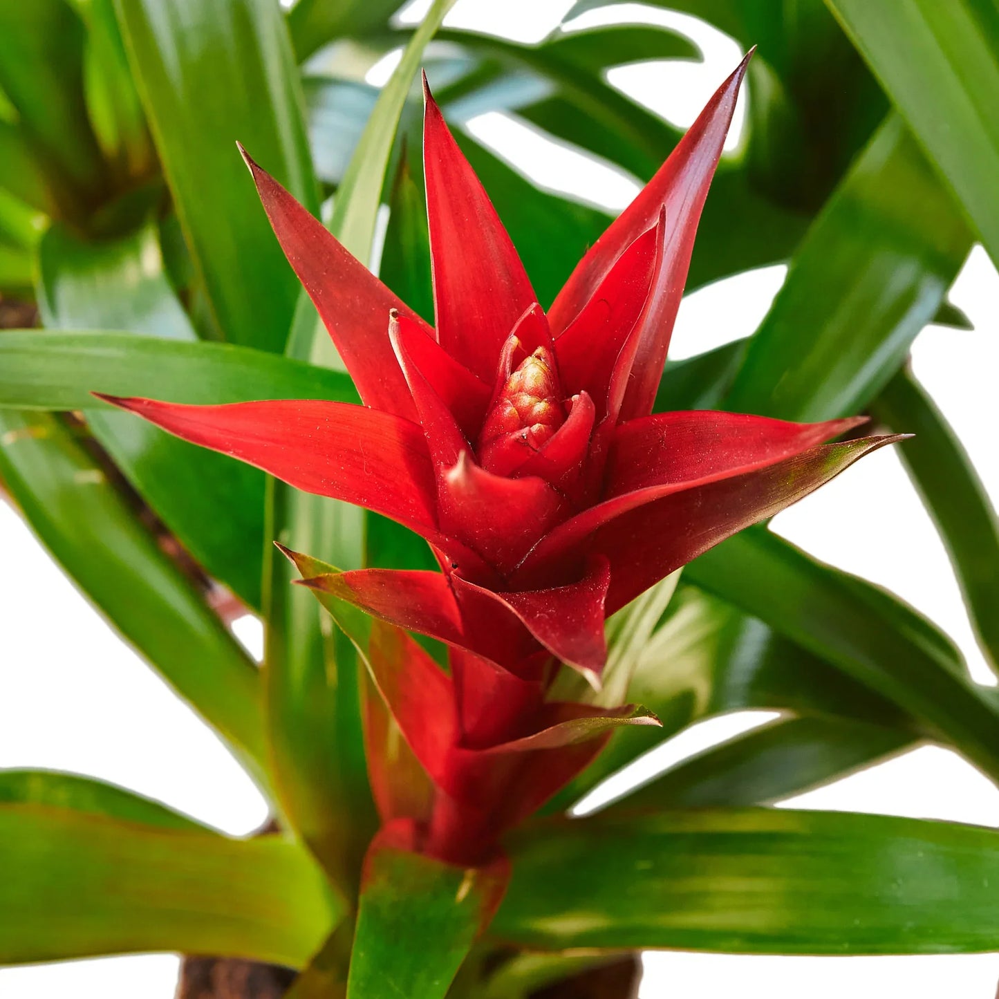 Guzmania Bromeliad 'Red' potted plant