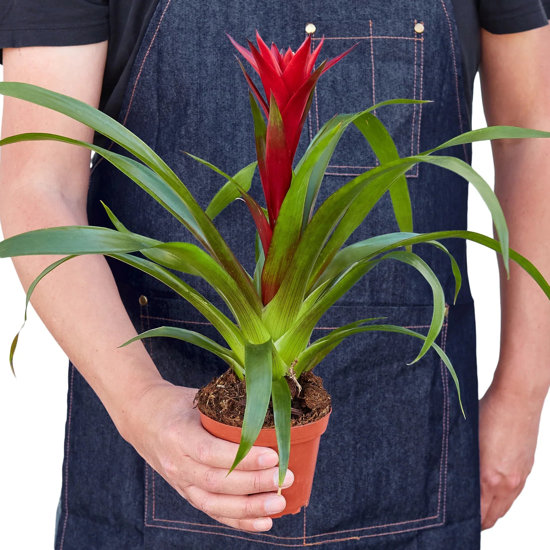 Guzmania Bromeliad 'Red' potted plant