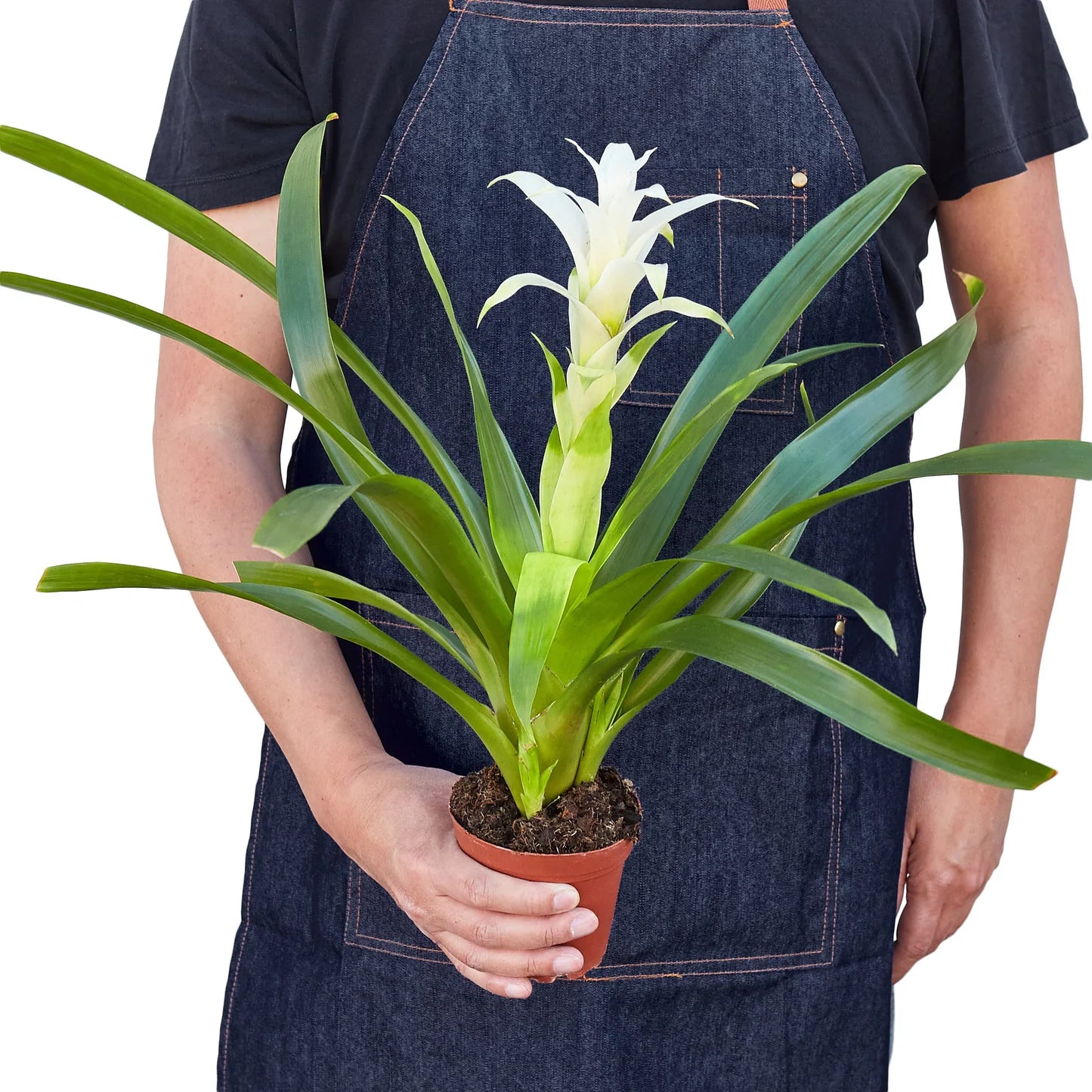 Bromeliad Guzmania 'White' potted plant