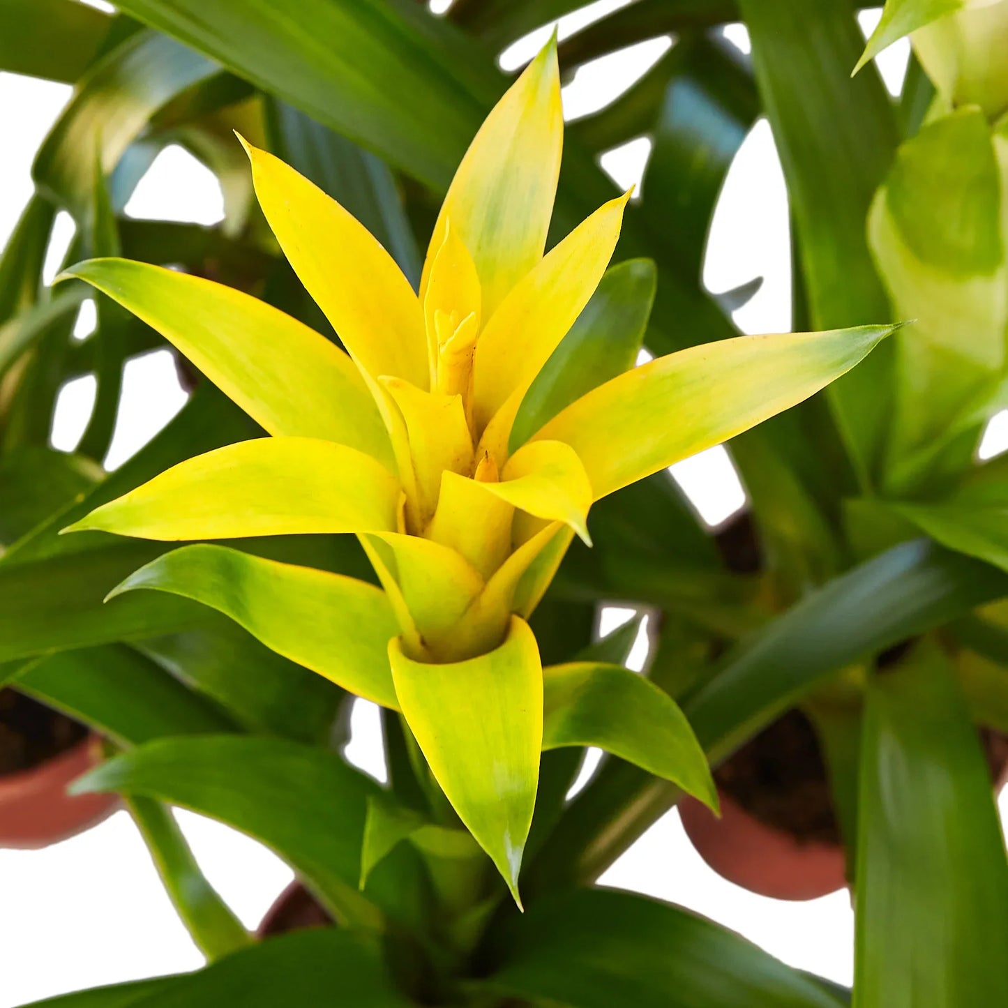 Guzmania Bromeliad 'Yellow' potted plant