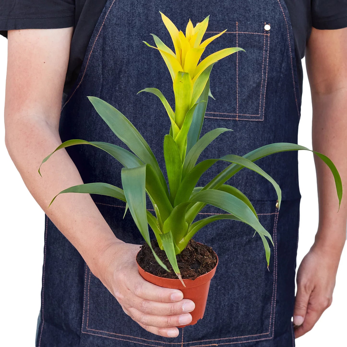 Guzmania Bromeliad 'Yellow' potted plant
