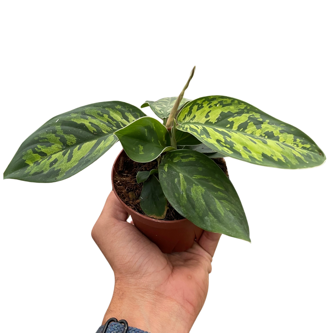 Homalomena 'Camouflage' potted plant