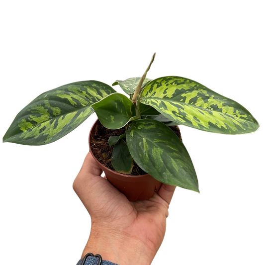 Homalomena 'Camouflage' potted plant