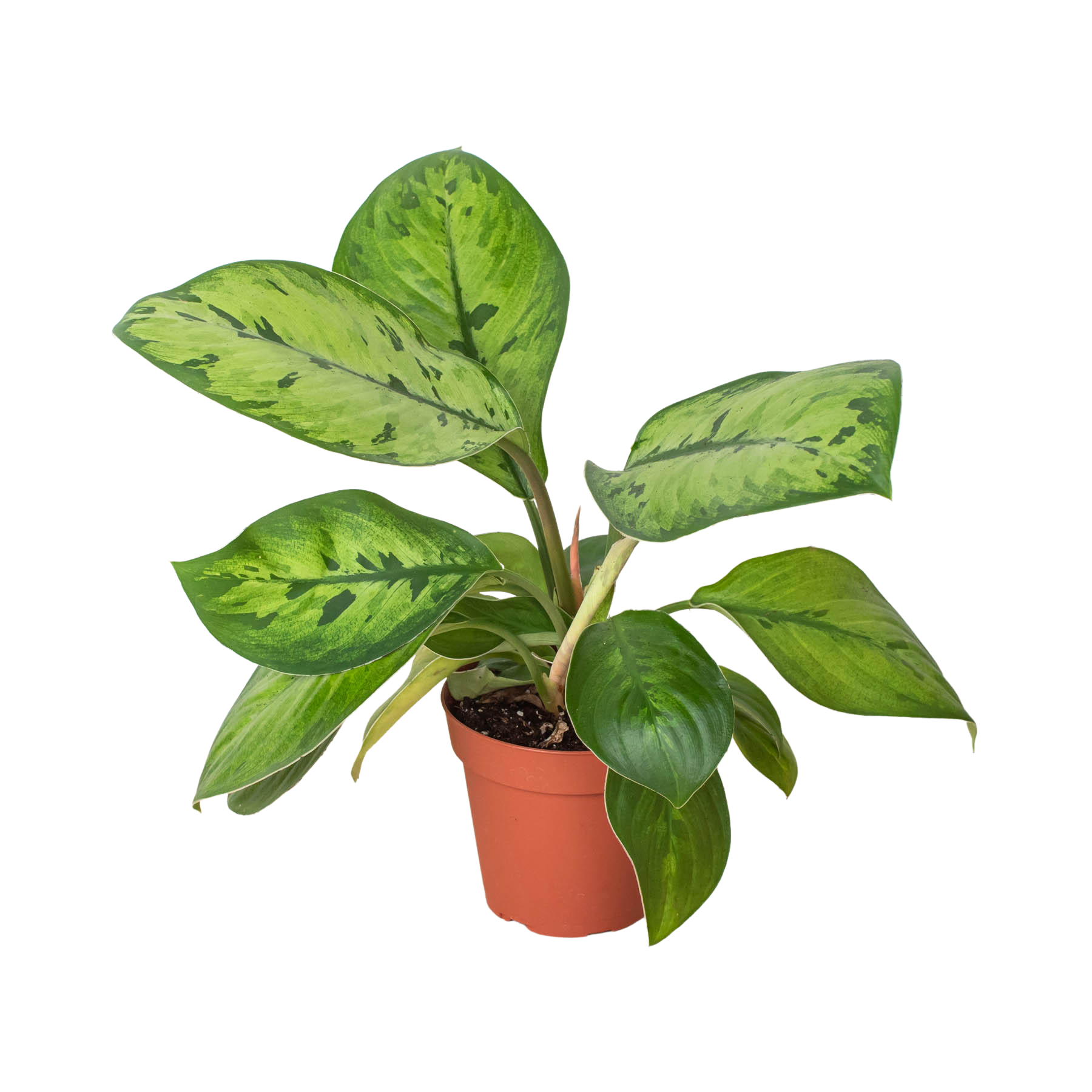 Homalomena 'Selby' potted plant
