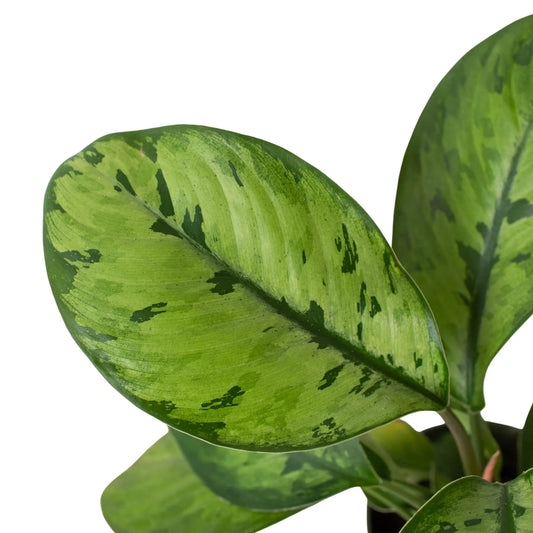 Homalomena 'Selby' potted plant