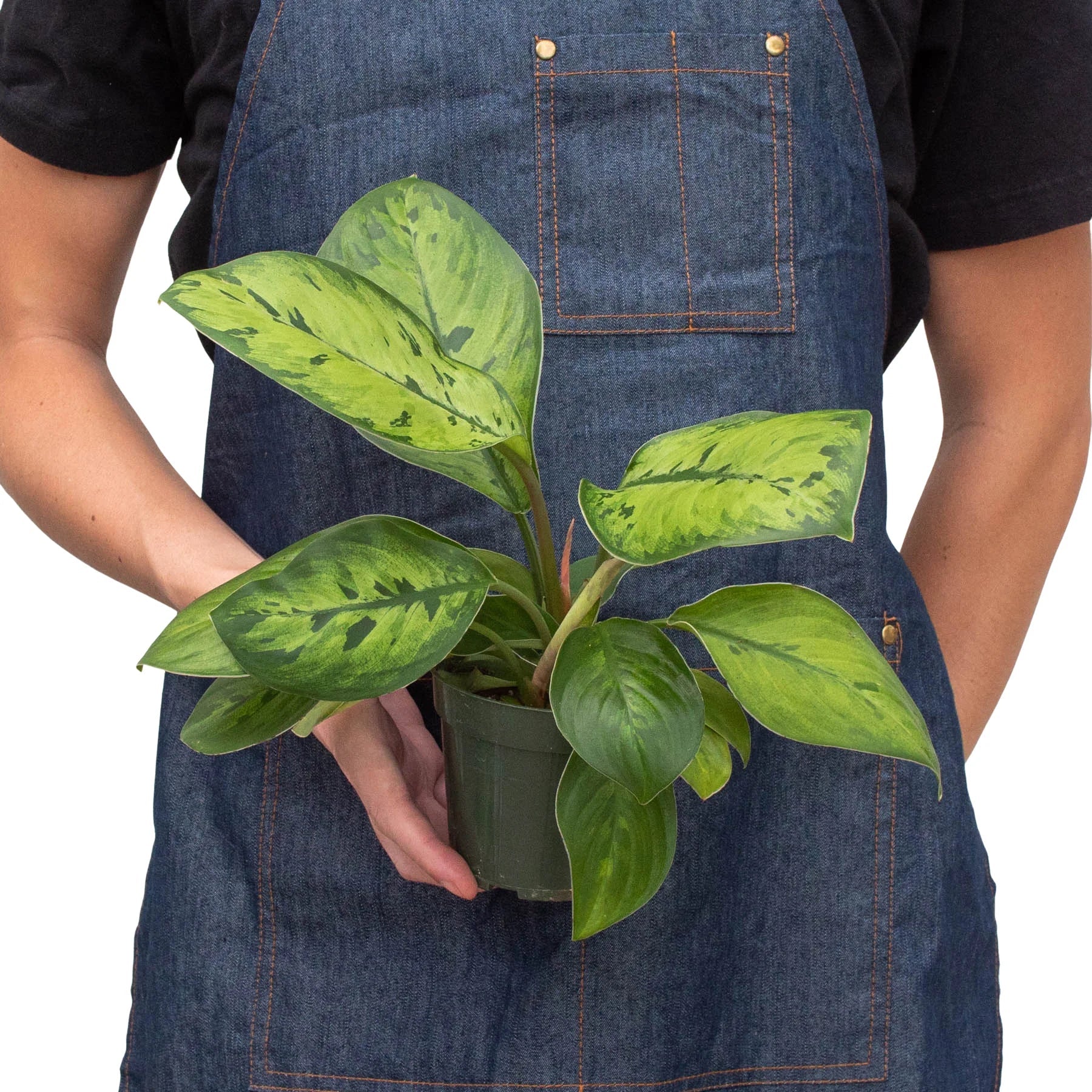 Homalomena 'Selby' potted plant