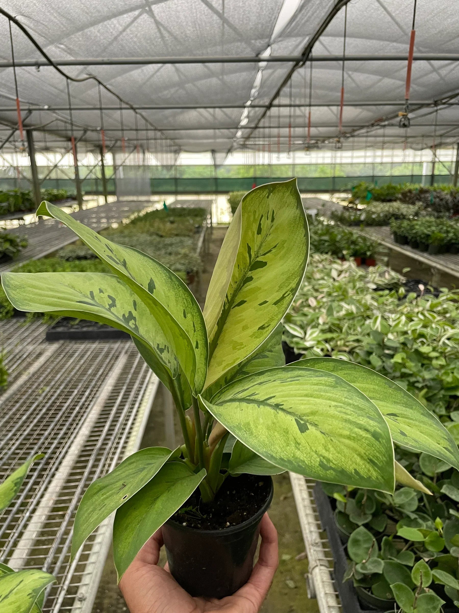 Homalomena 'Selby' potted plant
