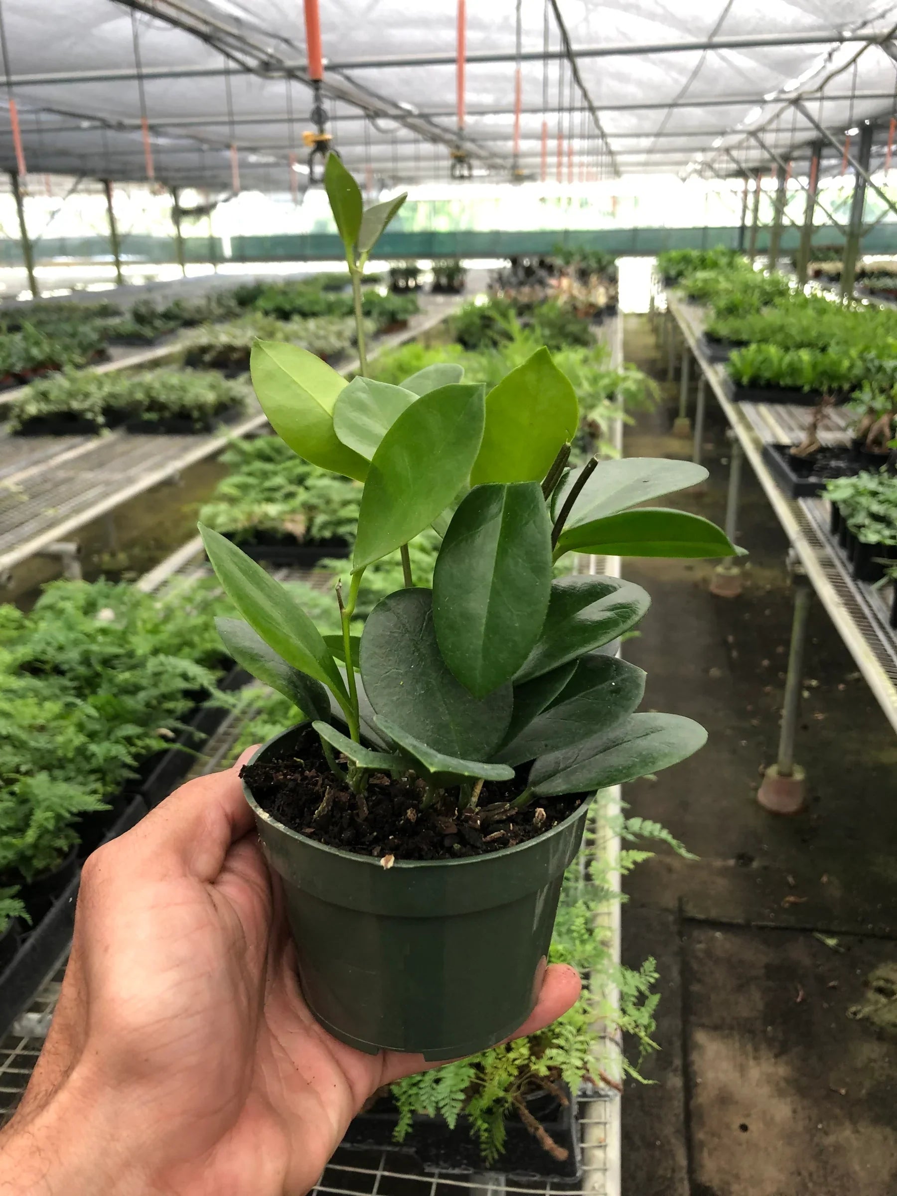 Hoya 'Australis' potted plant
