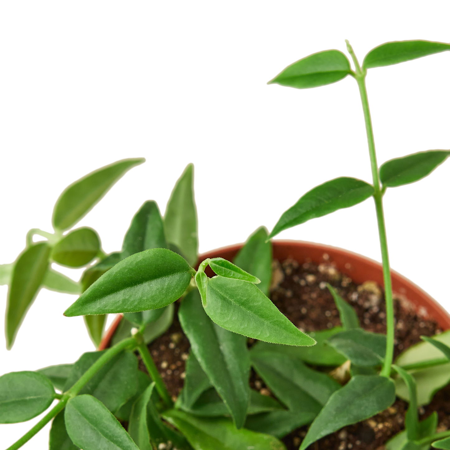 Hoya Bella 4" potted plant
