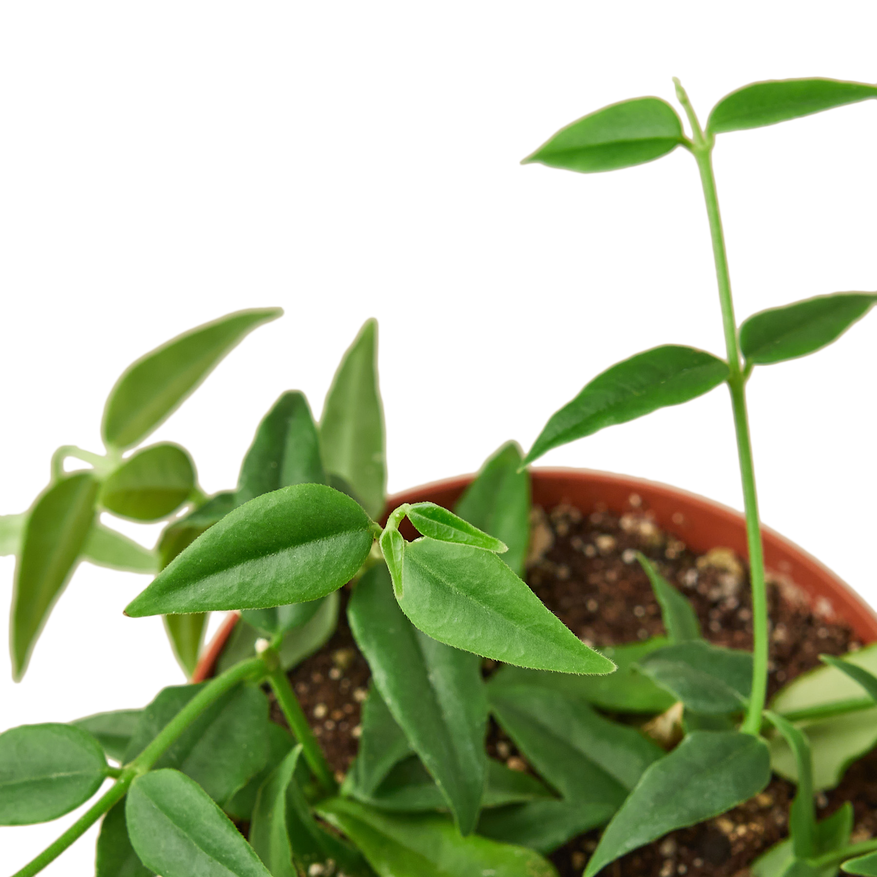 Hoya Bella 4" potted plant