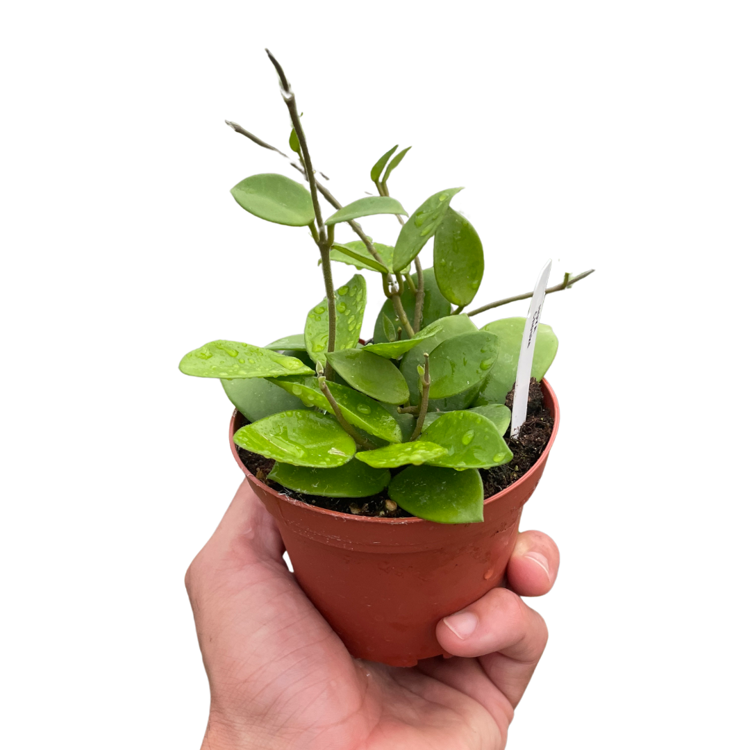 Hoya Bilobata 4" potted plant