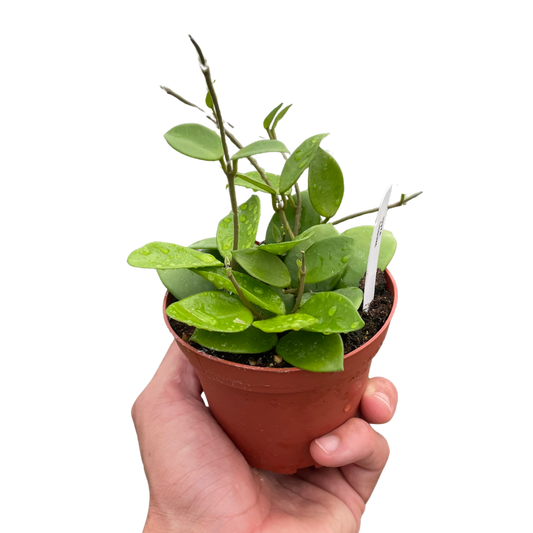 Hoya Bilobata 4" potted plant