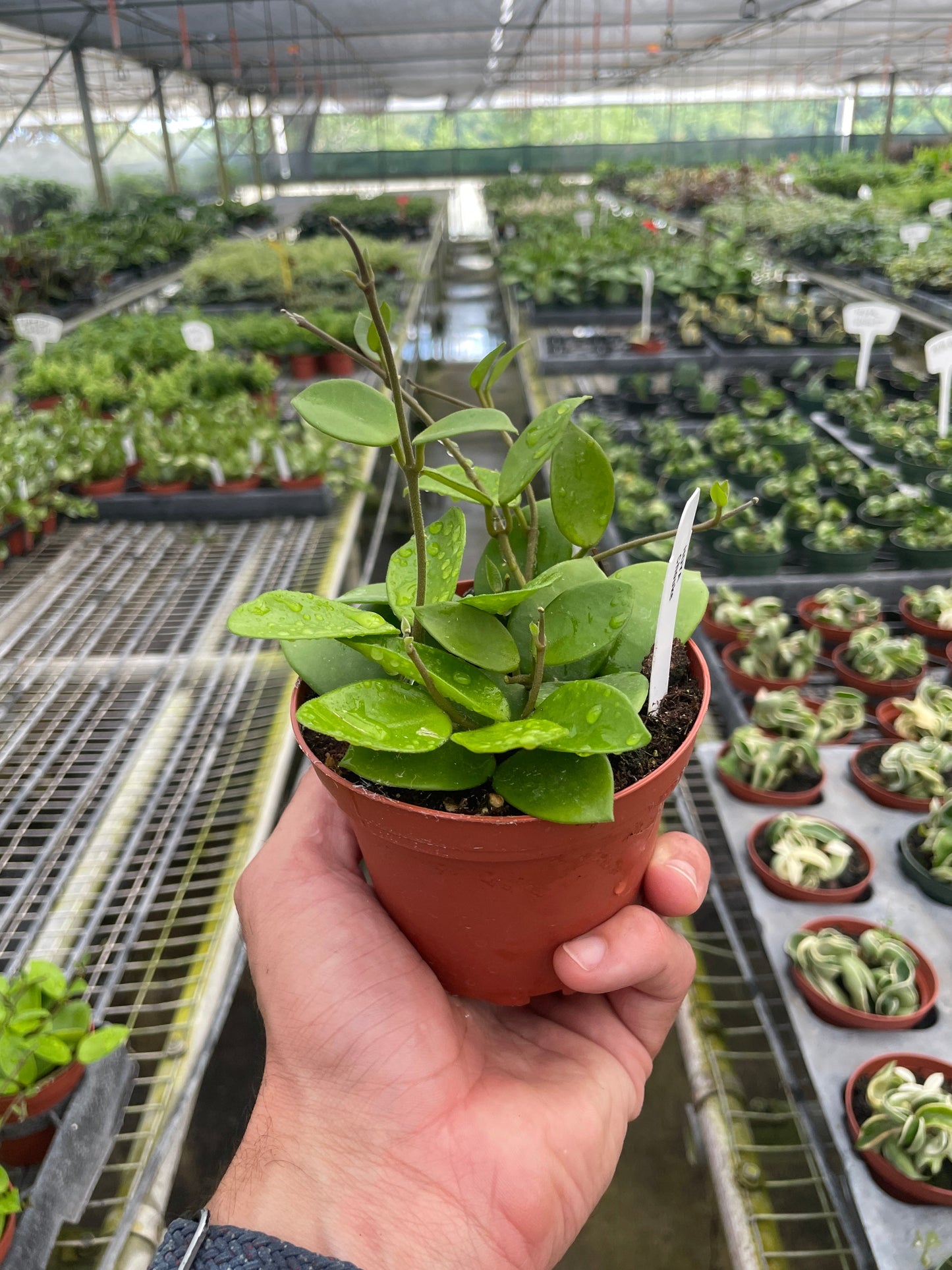 Hoya Bilobata 4" potted plant