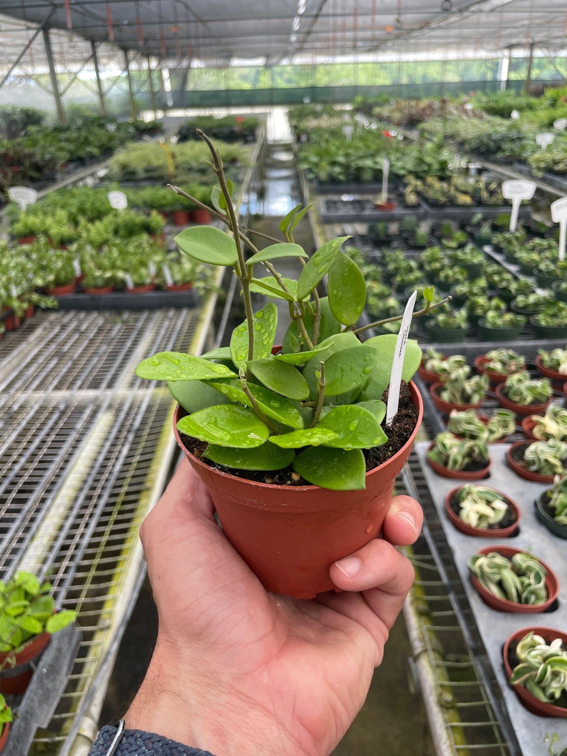 Hoya Bilobata 4" potted plant