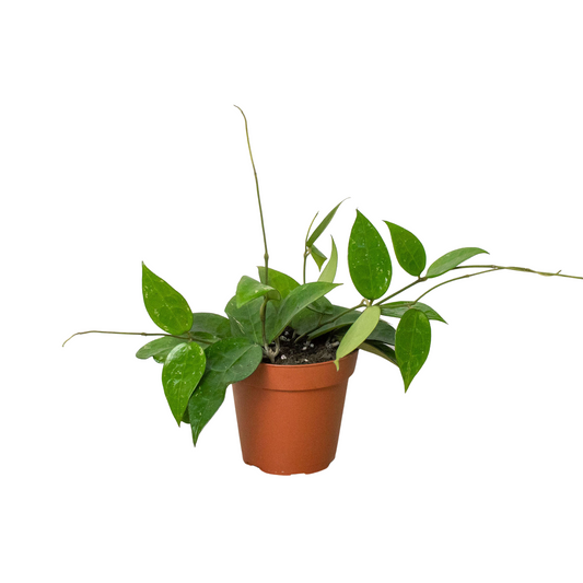 Hoya 'Black Margin' potted plant