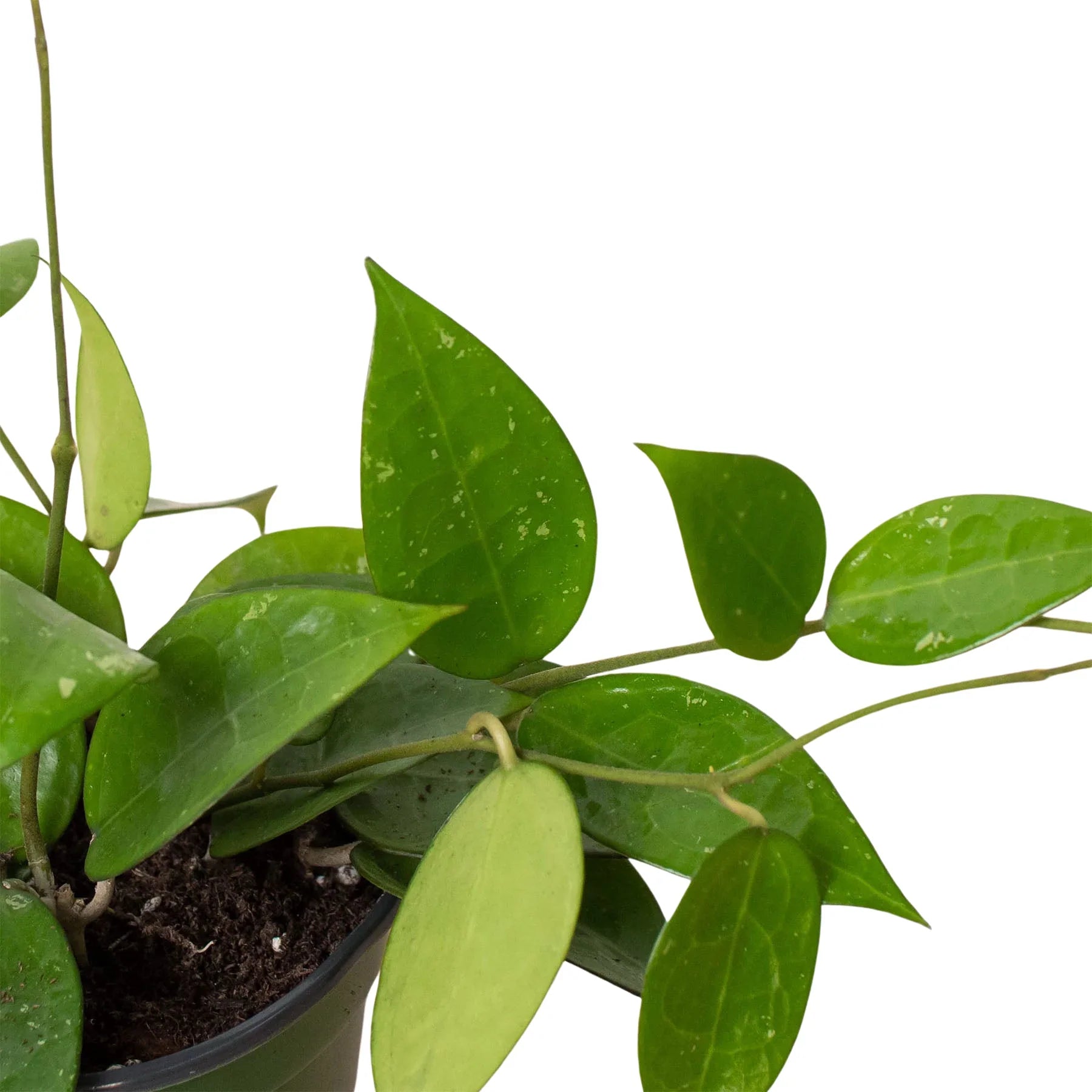 Hoya 'Black Margin' potted plant