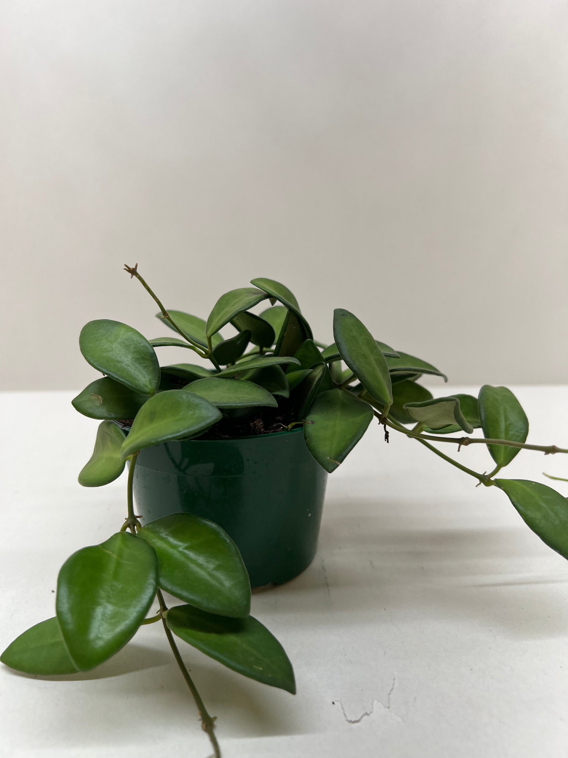 Hoya 'Burtoniae' potted plant