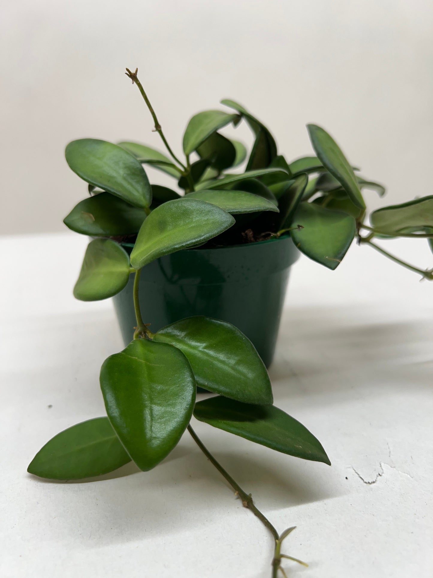 Hoya 'Burtoniae' potted plant