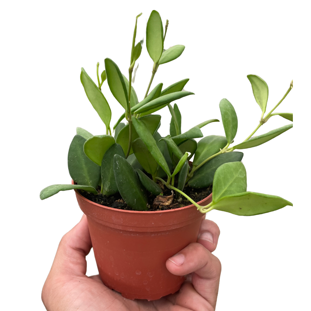 Hoya Chouke 4" potted plant