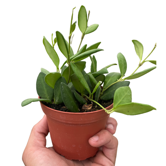 Hoya Chouke 4" potted plant