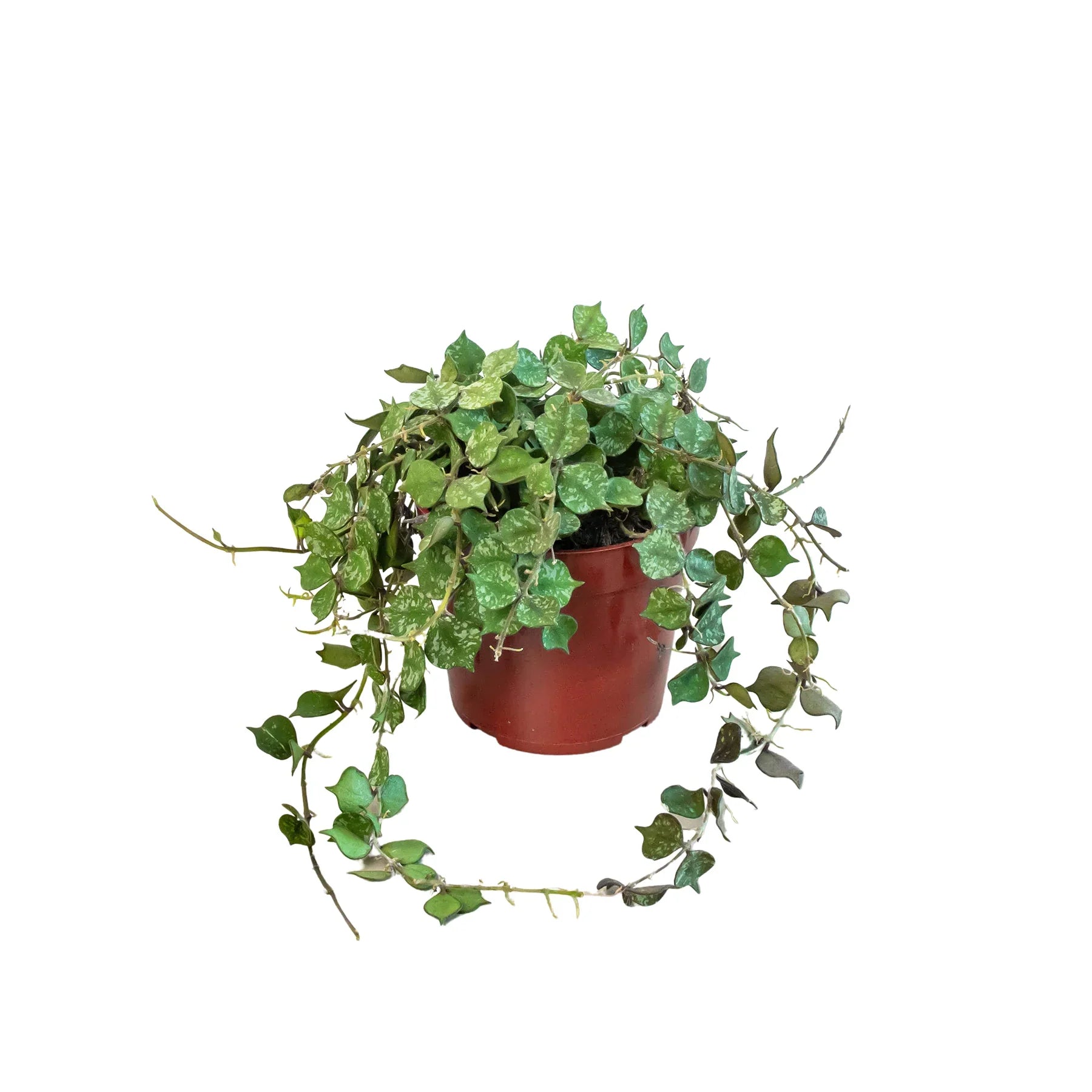 Hoya 'Curtisii' potted plant