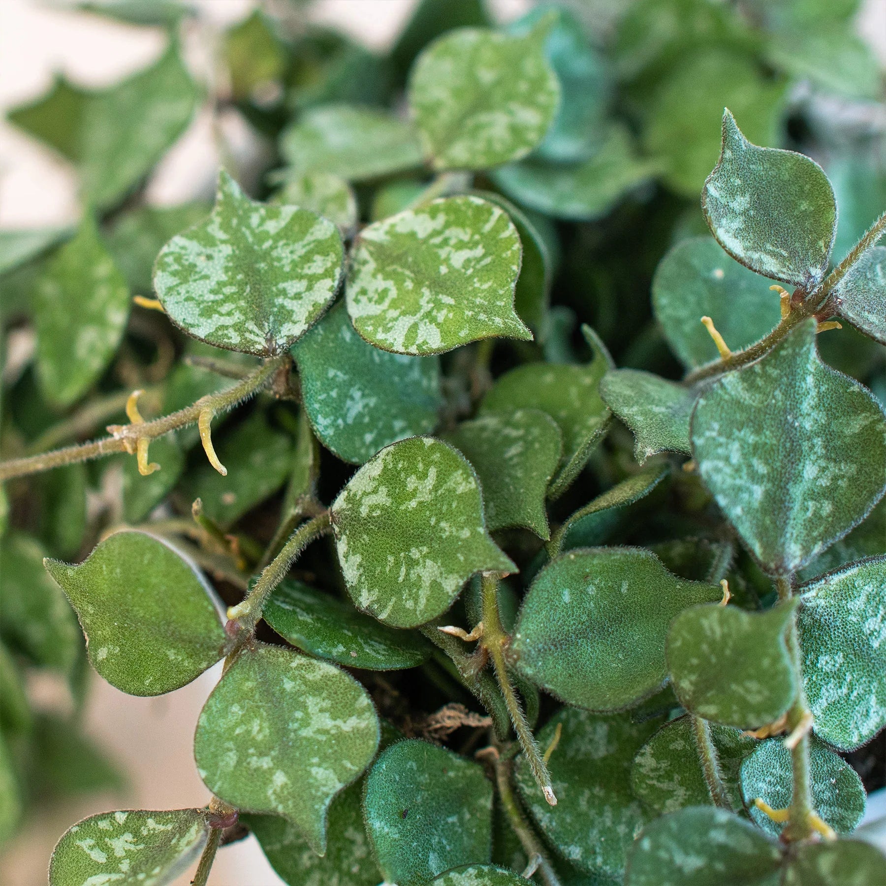 Hoya 'Curtisii' potted plant