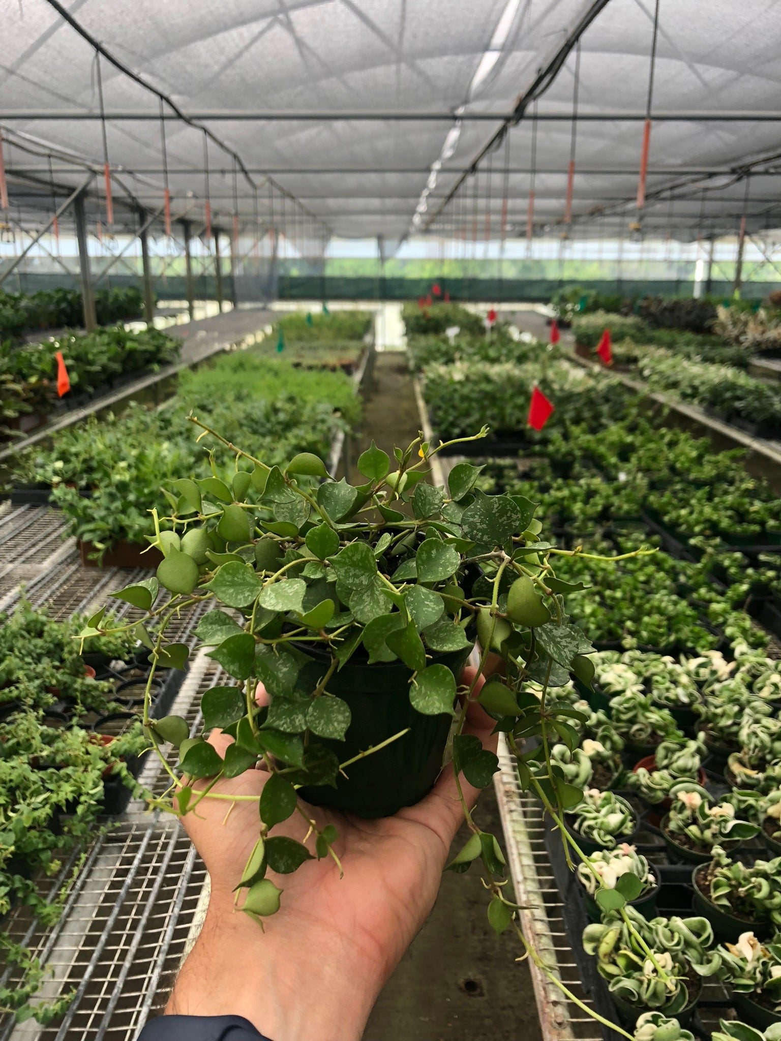 Hoya 'Curtisii' potted plant