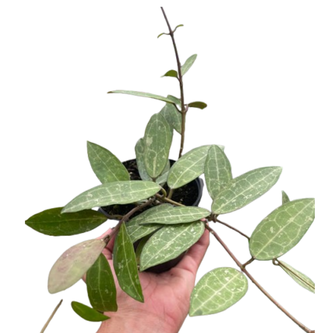 Hoya 'Eliptica' 4" potted plant