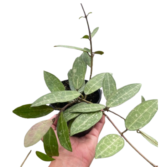 Hoya 'Eliptica' 4" potted plant