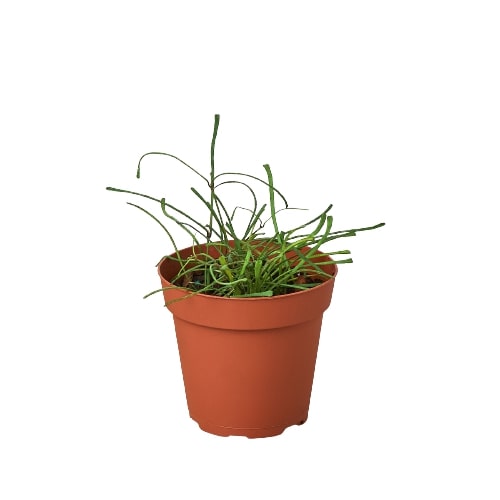 Hoya 'Grass Leafed' 4" potted plant