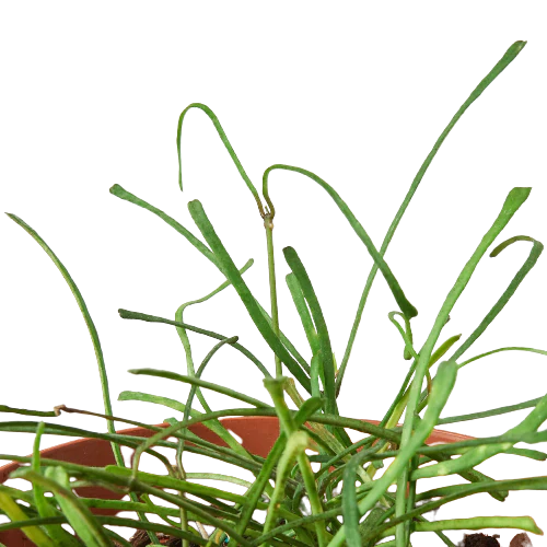 Hoya 'Grass Leafed' 4" potted plant