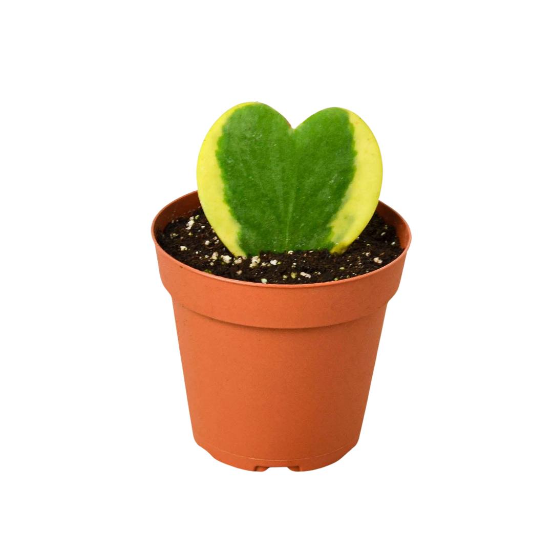 Hoya 'Sweetheart Variegated' potted plant