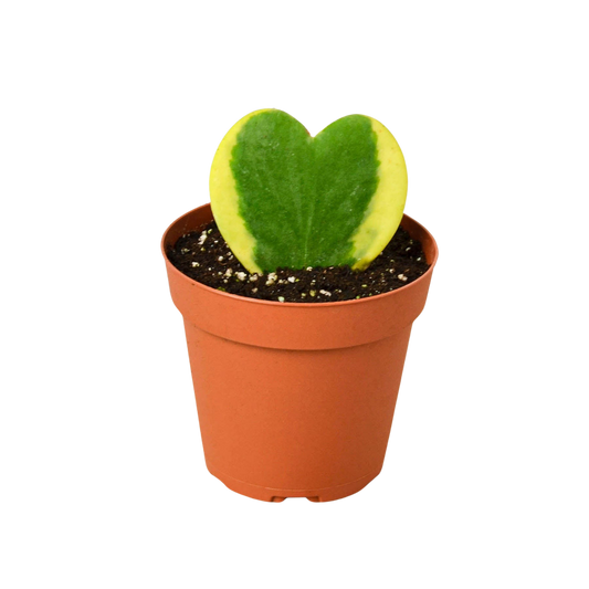 Hoya 'Sweetheart Variegated' potted plant